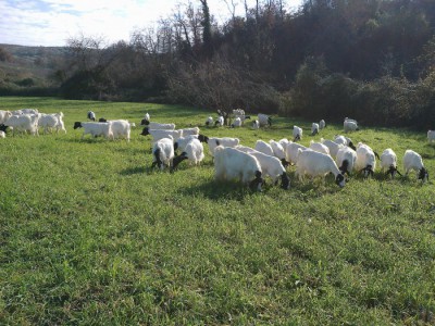 Azienda Agricola Tinte Rosse di Alessandro Di Marco - Allevamento caprino e Caseificazione aziendale